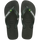 Green Olive